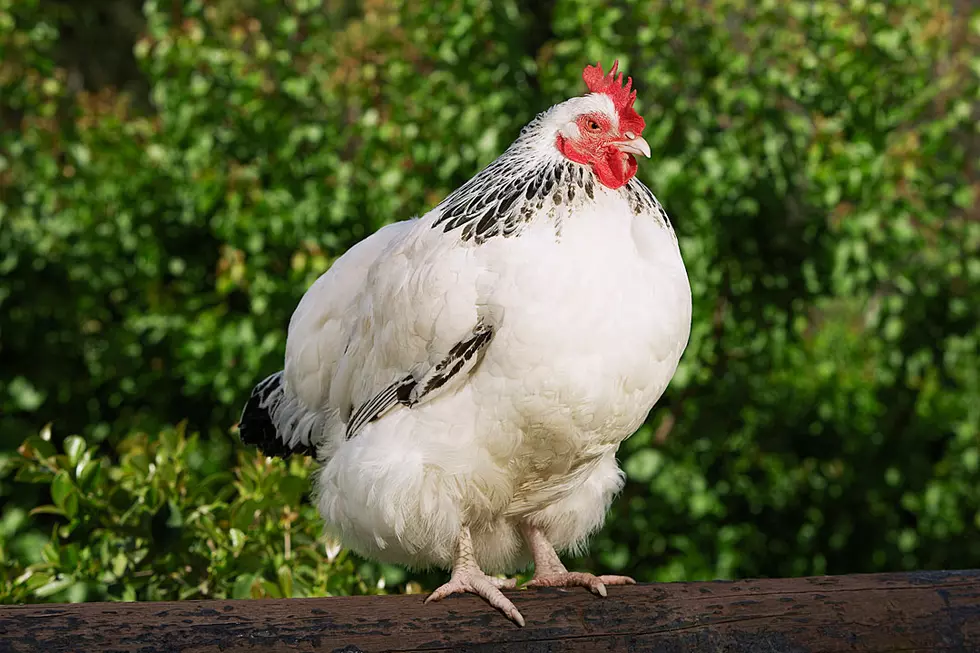 Apparently Kissing Chickens is a Bad Thing