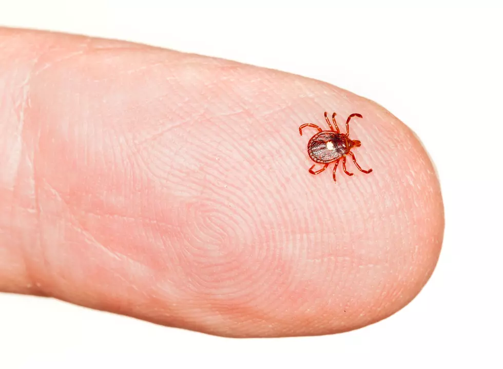 Tick Linked To Red Meat Allergy Spreading In Midwest