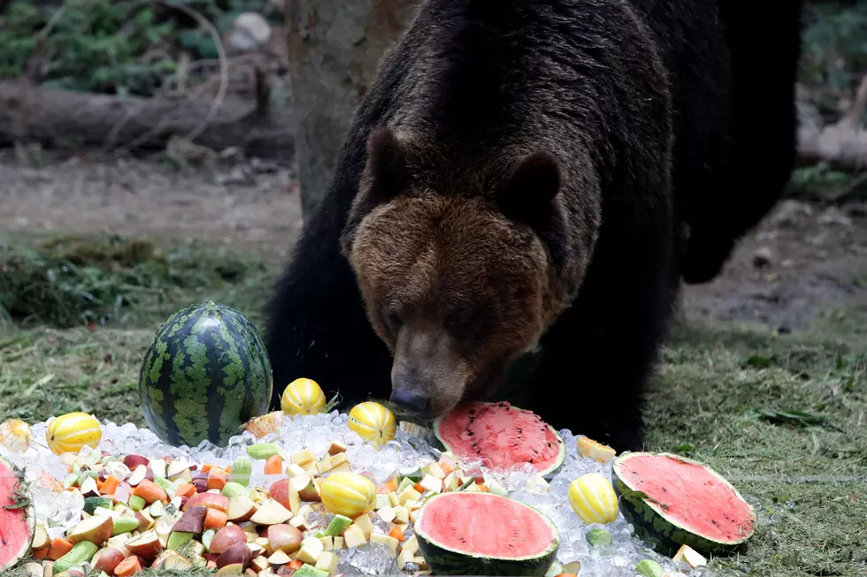 Wisconsin Zoo Let’s You Enjoy Waffles & More With Their Animals