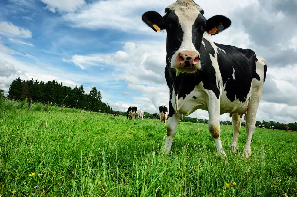 Ultimate Illinois Cow Road Trip