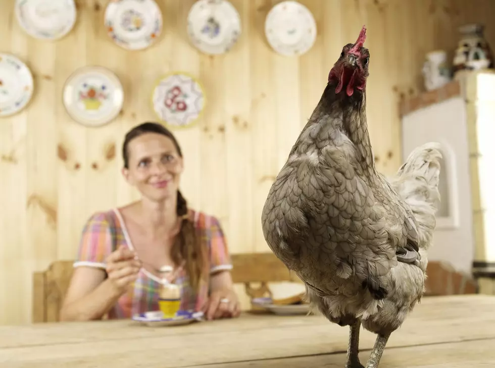 WARNING Don’t Dress Up Your Chickens For Halloween