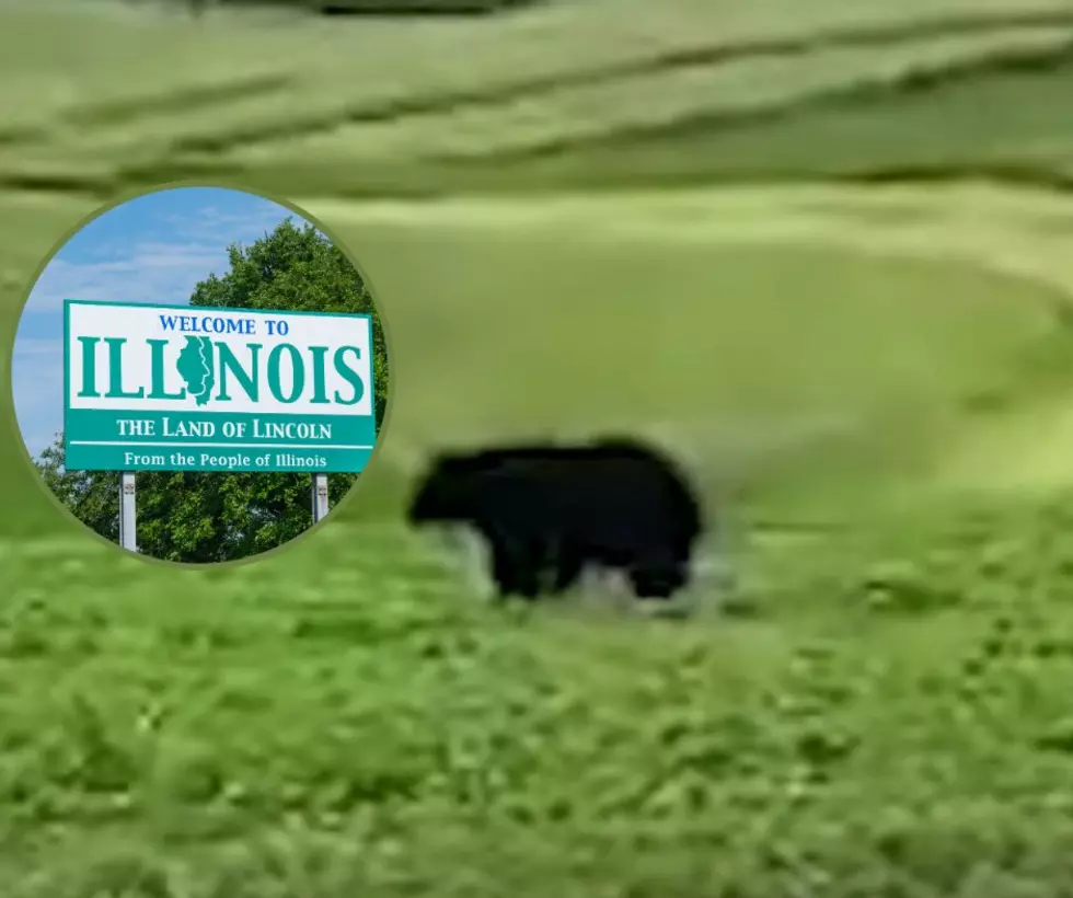 Remember When a Wild Bear Was Spotted In Northern Illinois This Year?